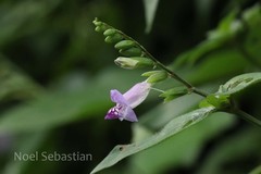 Asystasia dalzelliana